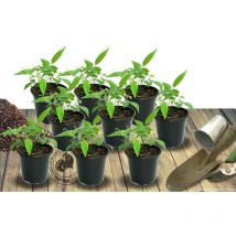 Plantes Avenue - Phlox paniculé Orange Perfection | Conditionnement: Lot de 9 godets