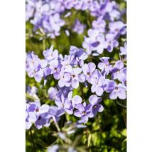 Phlox stolonifera 'Blue Ridge' p 0,5