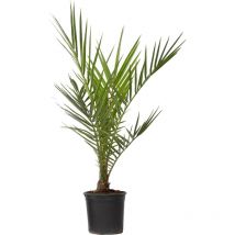 Palmier Dattier des Canaries - Phoenix canariensis - Hauteur 50-60cm - 15cm