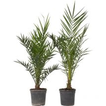Plant In A Box - Palmier Dattier nain - Set de 2 - Phoenix canariensis - Hauteur 80-100cm - 19cm