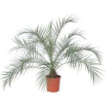 Palmier Dattier nain - Phoenix roebelenii - Hauteur 80-90cm - 21cm