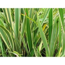 Phormium Tenax Variegatum – Pianta perenne sempreverde – Altezza media, Esposizione soleggiata o ombra parziale – MEDITERRANEO GARDEN