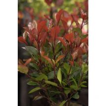 Pflanzen-für-dich.de - Glanzmispel 'little Red Robin' Photinia Fraseri 'little Red Robin' C 80- 100
