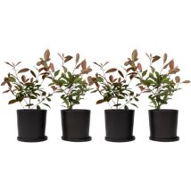 Plant In A Box - Feuille de noyer - Set de 4 - Photinia fraseri 'Red Robin' - H30-40cm - 17cm