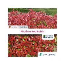 Leaderplant.com - 11 x Photinia Red Robin en pot de 2 l