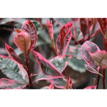 Photinia x Fraseri Louise vaso 18cm