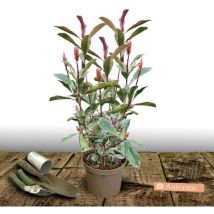 Photinia Pink Marble 'Casini'/Pot de 7,5L