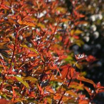 Physocarpe à feuilles d'obier Diable d'Or 'Mindia'/Pot de 7,5L