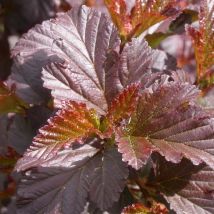 Physocarpe à feuilles d'obier Diabolo /Pot de 4L
