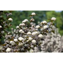 Pflanzen-für-dich.de - Physocarpus opulifolius 'Diabolo' -r- 3L 40- 60