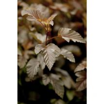 Pflanzen-für-dich.de - Physocarpus opulifolius 'Lady in Red' -r- 7,5L 80- 100