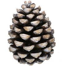 Piña resina marrón cm27,5x27,5h35,5