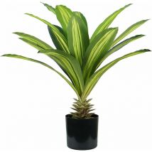 Dracaena plant h. 60 cm 19 feuilles
