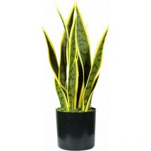 Plantes de sanseviery h. 45 cm 12 feuilles