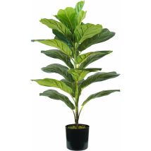 Ficus lyrata plantes h. 75 cm 21 feuilles