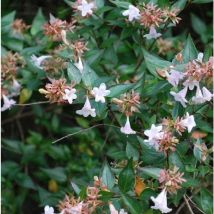 Pianta Abelia Grandiflora Bianco Vaso: 18