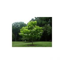 Catalpa bignonioides 'Albero dei sigari' pianta in vaso h. 100/140 cm