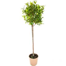 Pianta Albero di corbezzolo ad alberello arbutus unedo in vaso 20 cm frutti commestibili foto reale