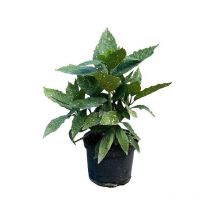 Pianta Aucuba Japonica Vaso: 18