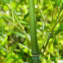 Pianta Bambù Aurea