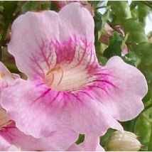 Pianta Bignonia Contessa Sara Vaso: 18