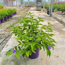 Pianta Brunfelsia