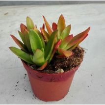 Pianta Crassula Red Edge