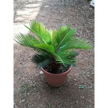 Pianta Cycas Revoluta Vaso: 18