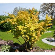 Pianta di acero giapponese Orange Dream Acer Japanase Jewels Foto Reali h 100cm