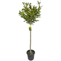 Pianta di alloro ad alberello Laurus Nobilis vaso 24CM h 150 cm foto reale