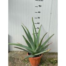 Pianta di aloe vera