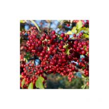 Pianta di Aronia Arbutifolia "Brilliant" foto reali h 80cm piccoli frutti