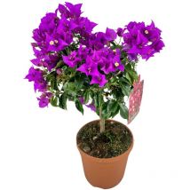 Pianta di bouganvillea sanderiana fiore viola ad alberello in vaso 17 cm foto reale