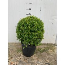 Pianta di buxus bosso a palla
