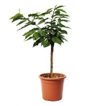 Pianta di Ciliegio Garden Bing Nano - Alberello da Frutto Ciliegia - Vaso ø 24 cm