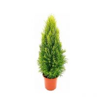 Amdgarden - Pianta di Cipresso goldcrest macrocarpa oro profumo di limone VASO14 foto reale