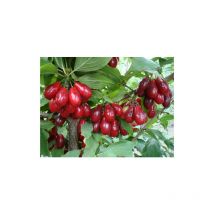 Corniolo 'Cornus mas' pianta in vaso h. 40 cm circa