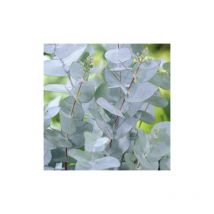 Pianta di Eucalyptus gunnii (Eucalipto) vaso 18cm