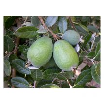 Pianta di feijoa sellowiana acca