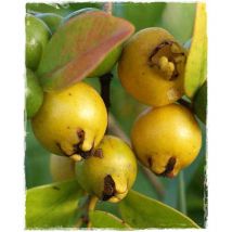 Pianta di Guava limone (Psidium guajava)