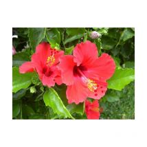 Vivaio Garden Forest - Pianta di Ibisco, Hibiscus vaso 14 Foto Reali pianta ornamentale - Colore: Rossa