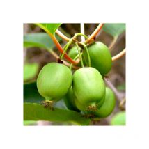 Pianta di Kiwi Arguta Issai (autofertile)