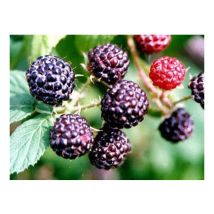 Pianta di Lampone Nero Unifero Pezzatura Media 1 pianta