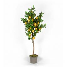 Pianta di Limone Seminaturale • Frutti Gialli • Tronco Naturale • h da cm 12 a cm 300 - 250