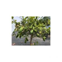 Limone Caviale 'Citrus australasica' pianta di Finger Lime bianco albero di agrumi in vaso 18 cm