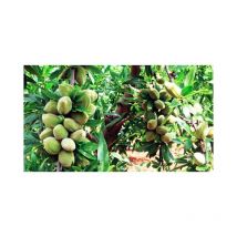 Pianta di Mandorlo Tuono vaso 20cm