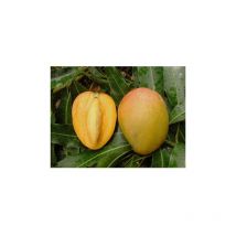 Pianta di mangifera indica mango glenn innestata foto reali h 140CM