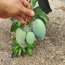 Pianta di Mango Carabao, di Manila o mango filippino, h 120, foto reali