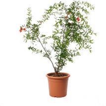 Pianta di Melograno in Vaso - Punica Granatum - Piante Vere da Frutto - Pianta da Esterno da Giardino - h 180-190 cm Vaso ø 30 cm