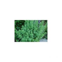 Pianta di origano vaso 14CM piante aromatiche